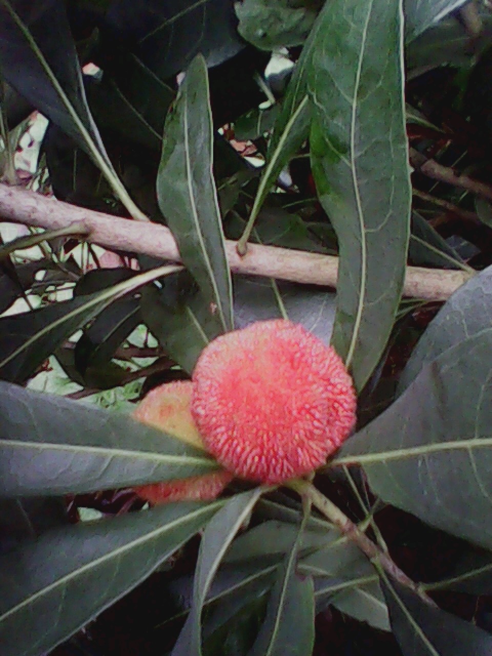 终于可以吃了616 / 作者:137222475 / 帖子ID:19528