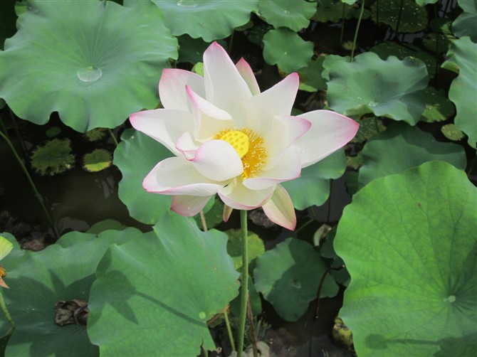 520的游客多哦,现在会员也开始多点了哦726 / 作者:为梦/ai导航 / 帖子ID:19549