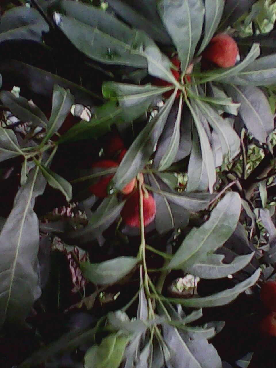 杨梅832 / 作者:137222475 / 帖子ID:19568