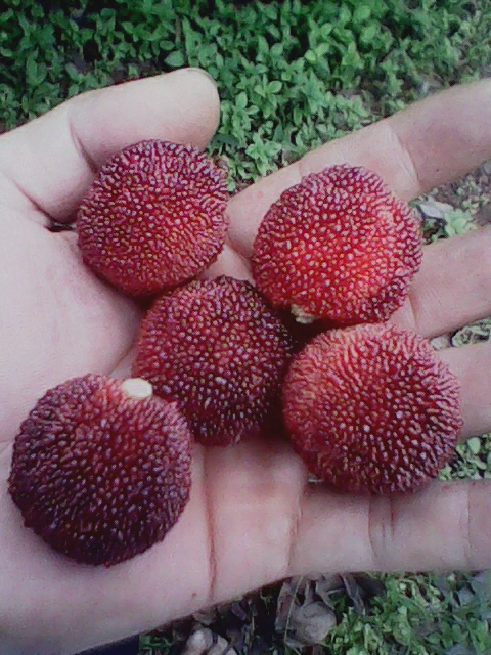 杨梅965 / 作者:137222475 / 帖子ID:19568