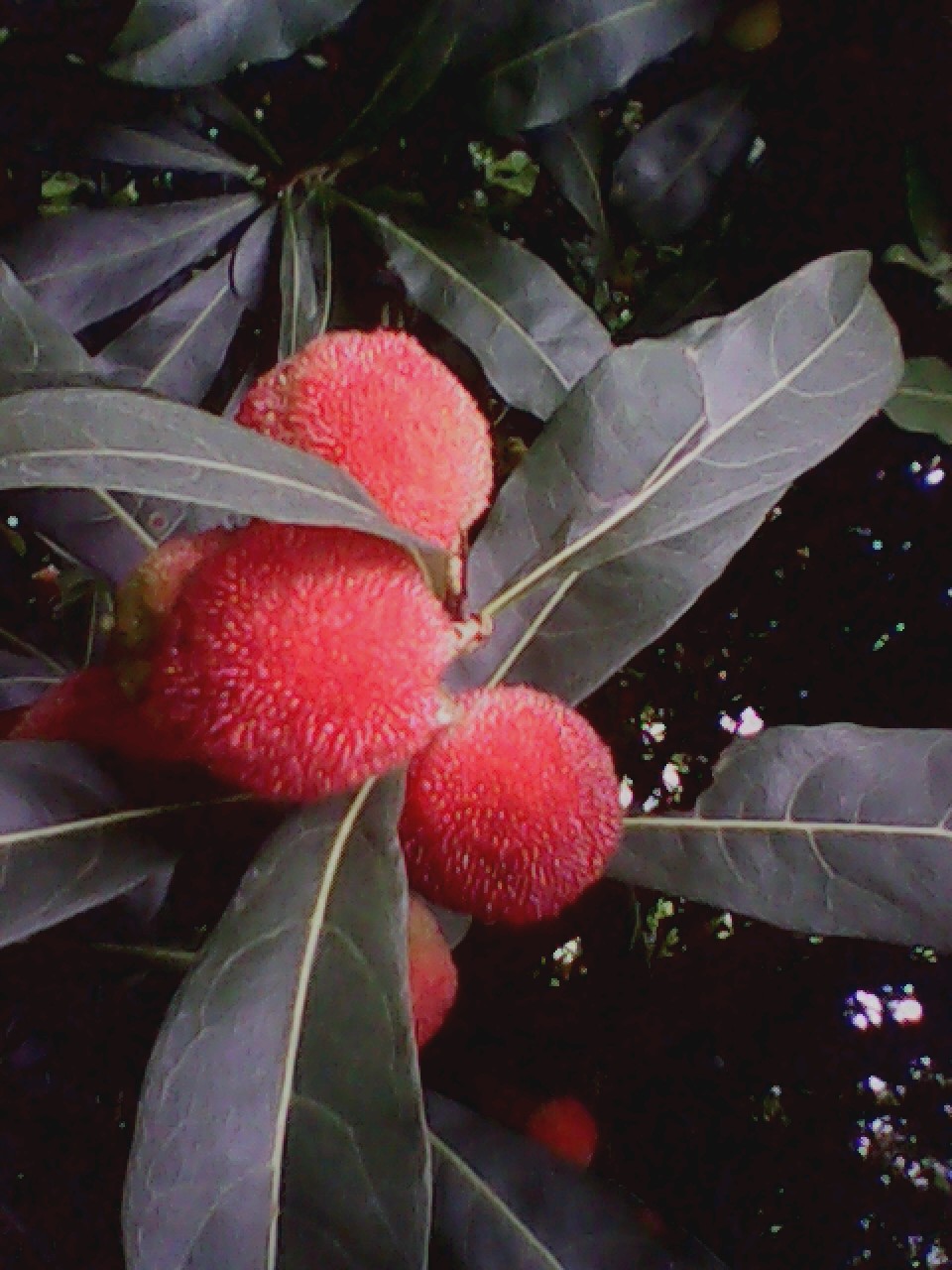 杨梅790 / 作者:137222475 / 帖子ID:19568