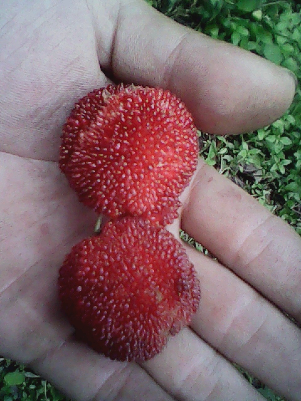 杨梅582 / 作者:137222475 / 帖子ID:19568