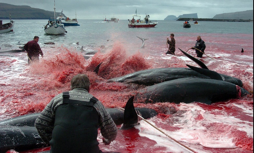 丹属法罗群岛捕鲸 鲜血染红海水843 / 作者:小雨点 / 帖子ID:19623