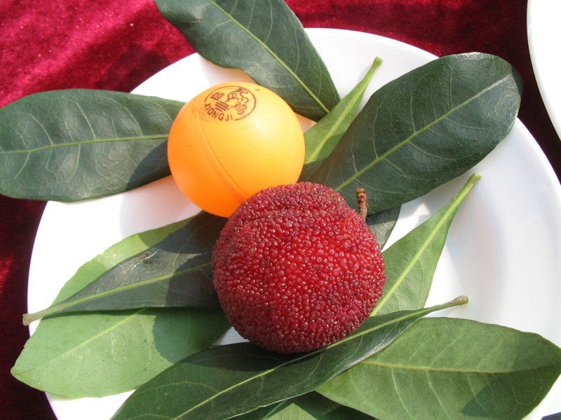 终于可以吃了935 / 作者:小雨点 / 帖子ID:19528