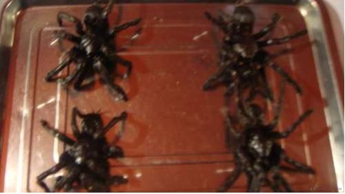 这个有人敢吃吗？969 / 作者:馨悦 / 帖子ID:19880