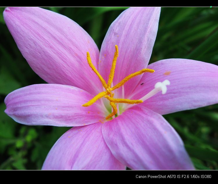 我的“蒜你狠”开花了，蛮狠吧？301 / 作者:平安大叔 / 帖子ID:19910