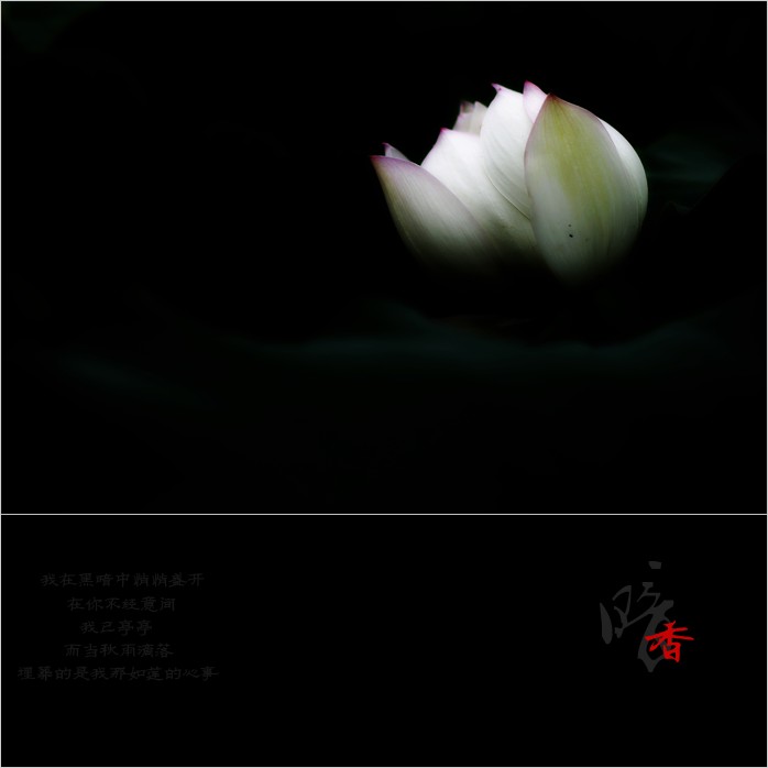 暗香594 / 作者:195 / 帖子ID:20082