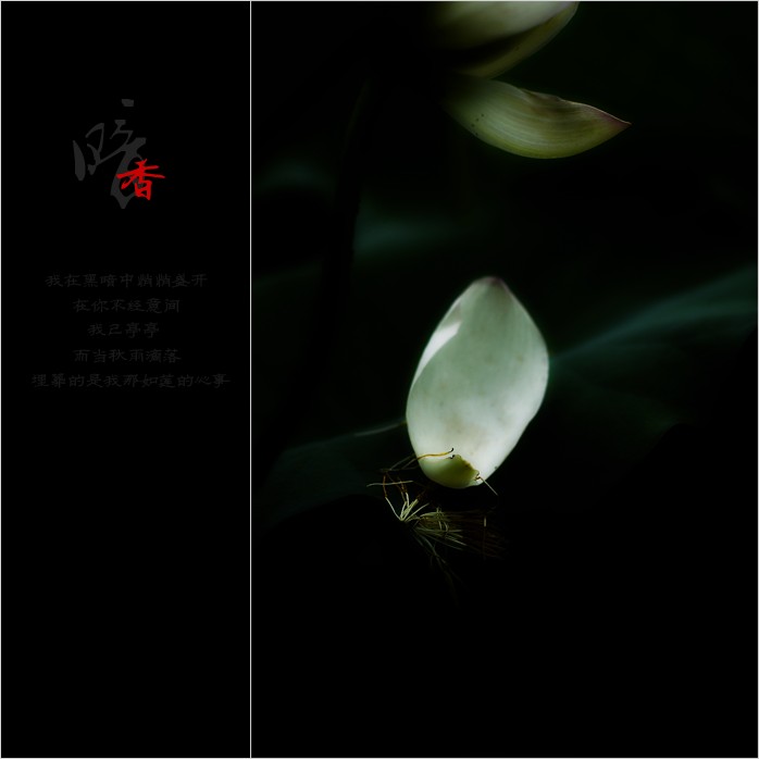 暗香234 / 作者:195 / 帖子ID:20082