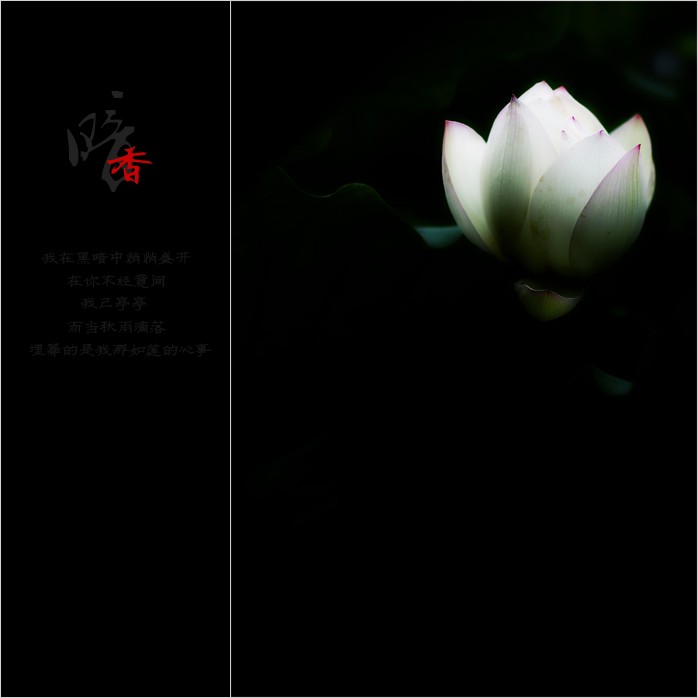 暗香22 / 作者:195 / 帖子ID:20082