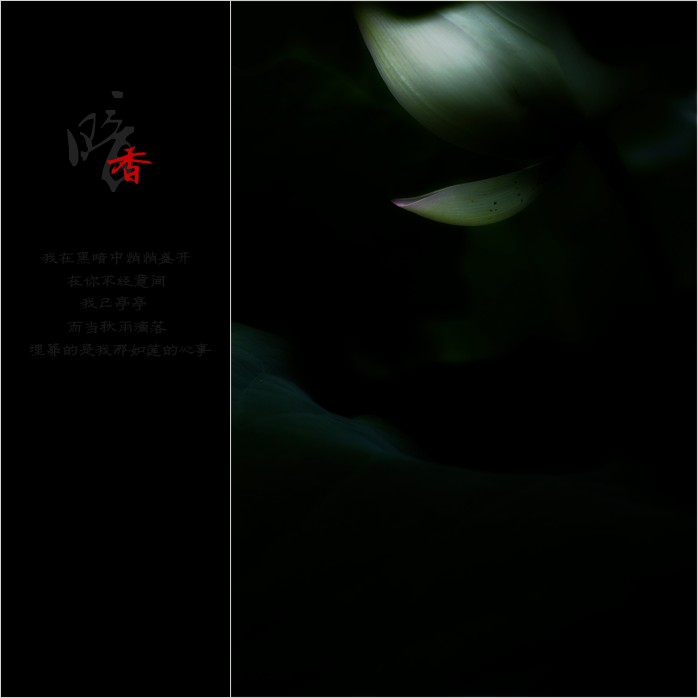 暗香725 / 作者:195 / 帖子ID:20082