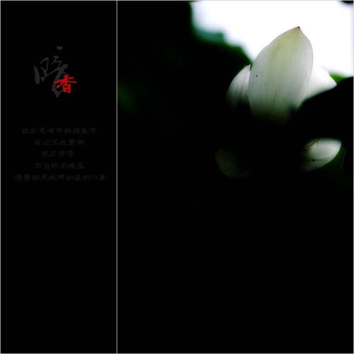 暗香576 / 作者:195 / 帖子ID:20082