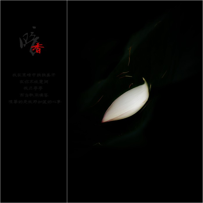 暗香323 / 作者:195 / 帖子ID:20082