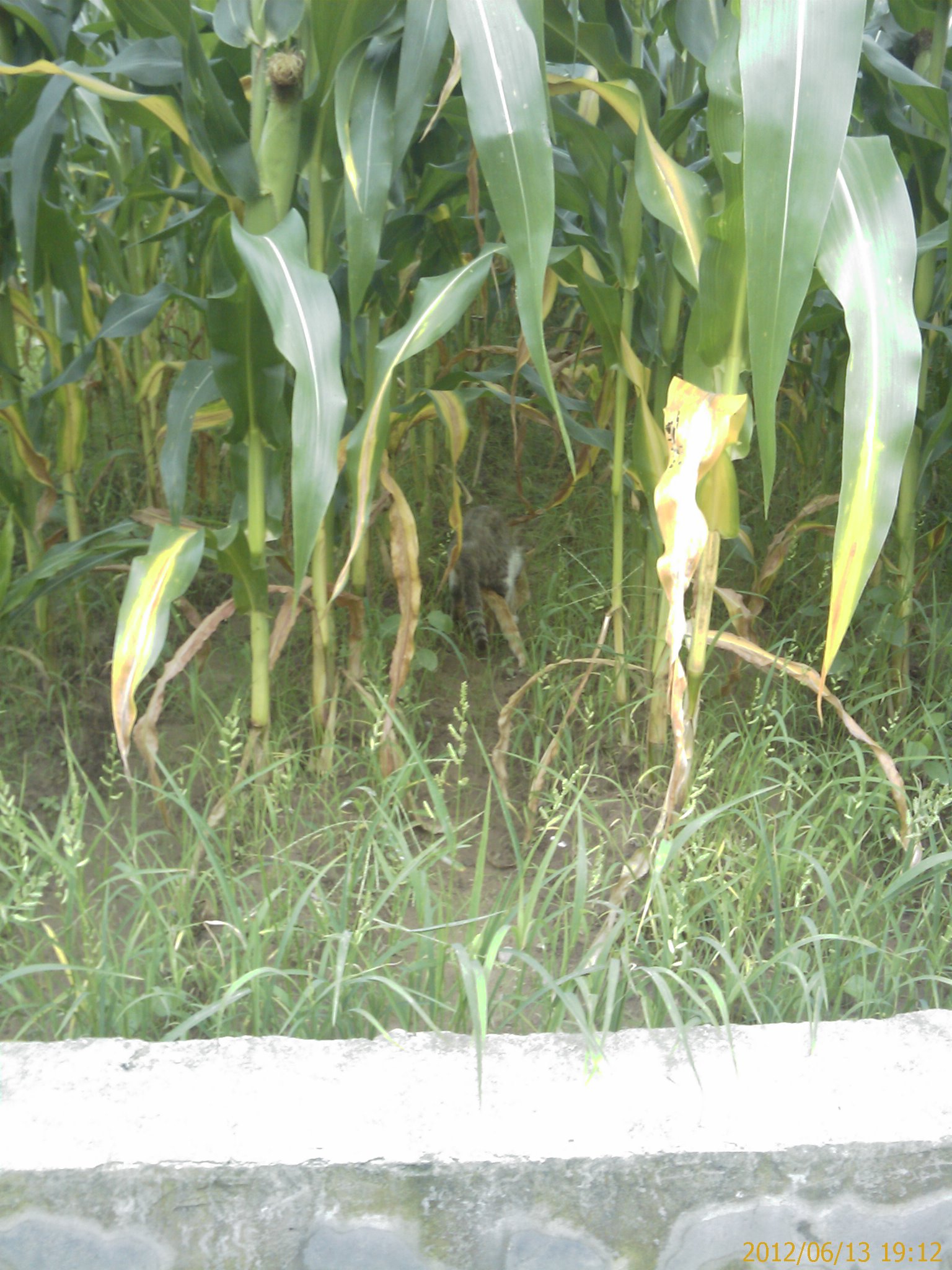 玉米地里的强奸案【有图有真相】393 / 作者:柳艳 / 帖子ID:20137