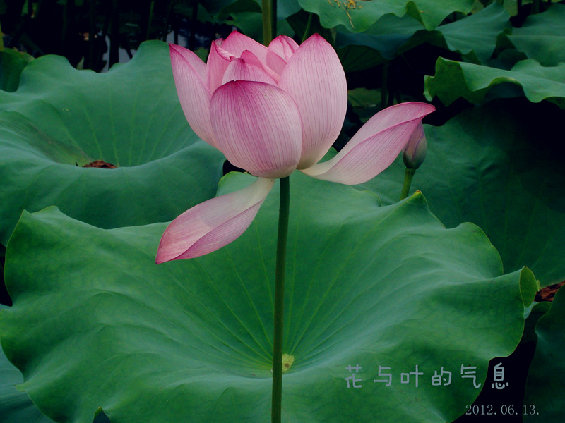 醉意浓.绿意.沁芳怀。959 / 作者:华仔哥 / 帖子ID:20256