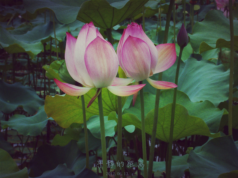 醉意浓.绿意.沁芳怀。818 / 作者:华仔哥 / 帖子ID:20256