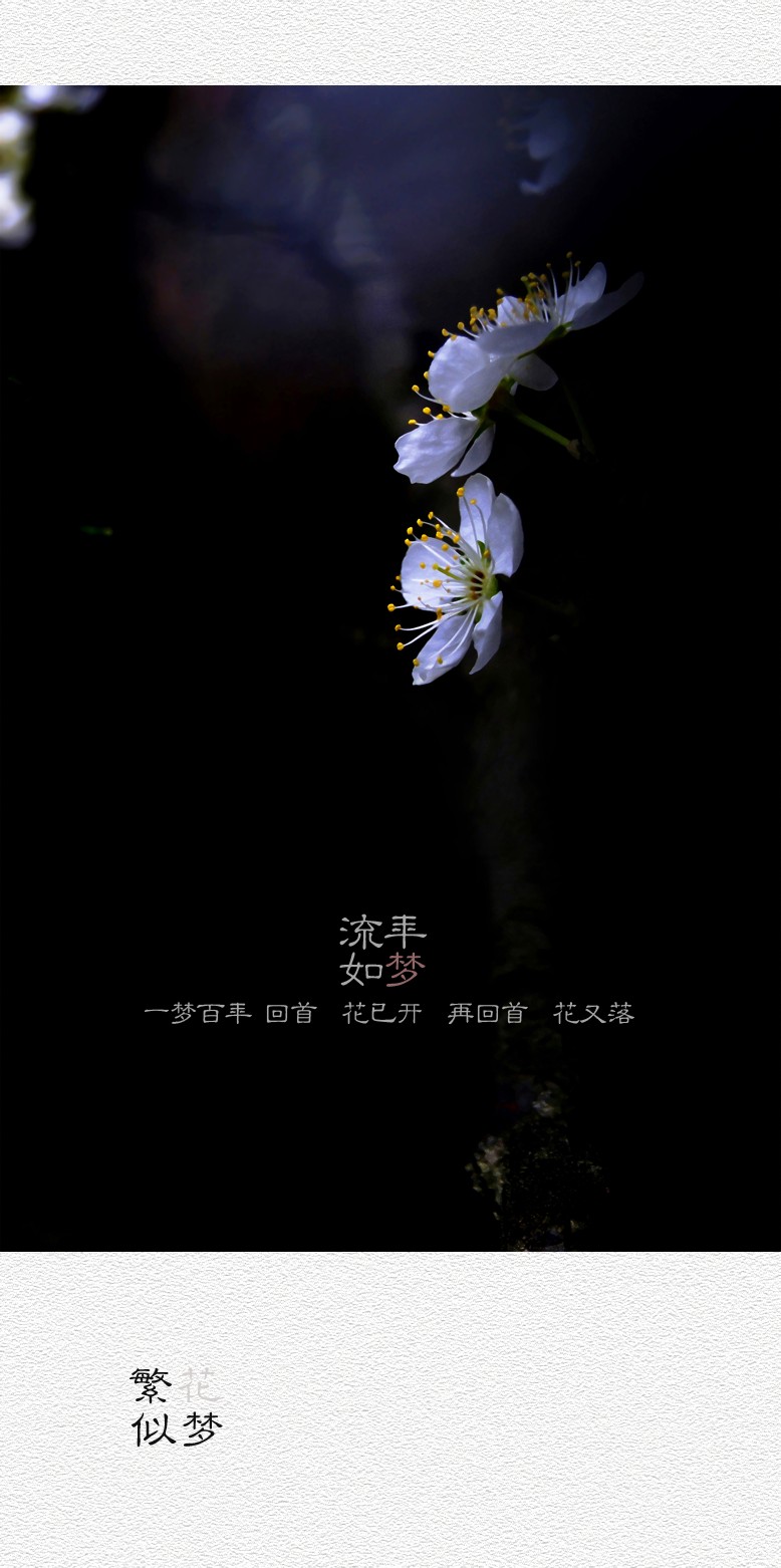 繁花似梦（四）335 / 作者:195 / 帖子ID:20260