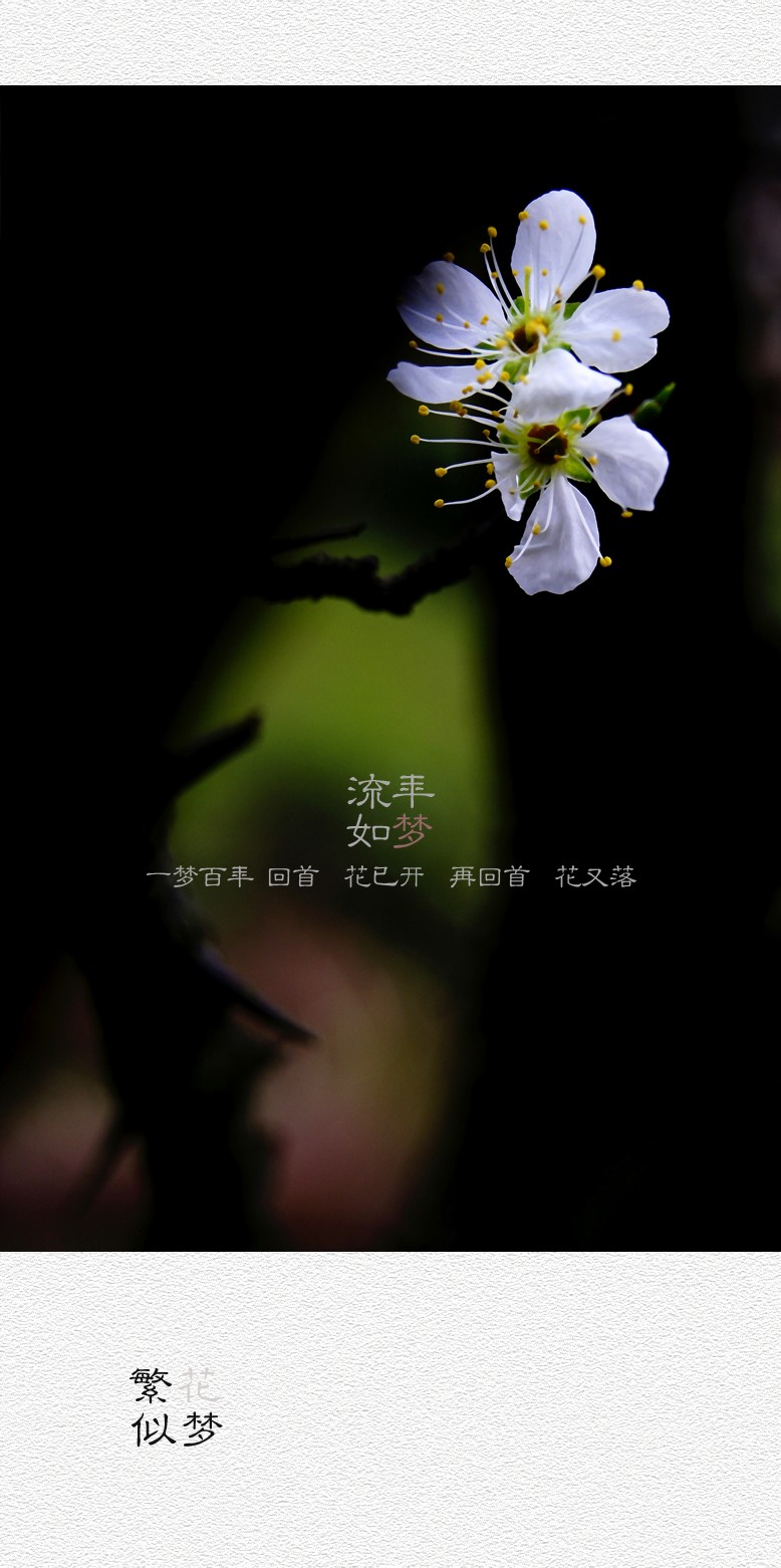 繁花似梦（四）580 / 作者:195 / 帖子ID:20260