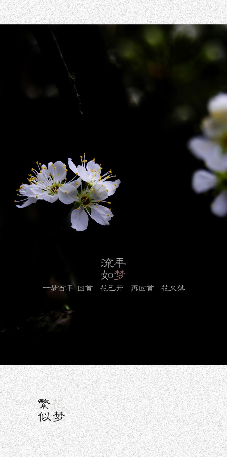 繁花似梦（四）288 / 作者:195 / 帖子ID:20260