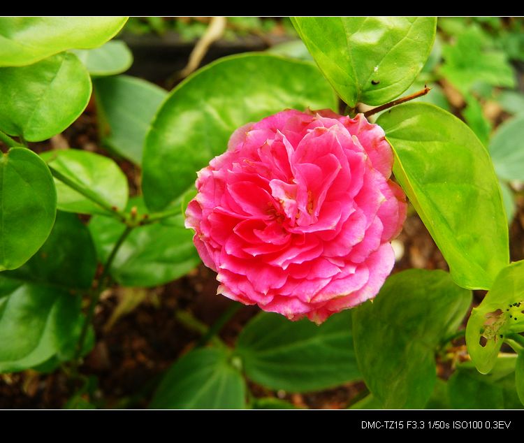 今早发现一朵红色的茉莉花494 / 作者:平安大叔 / 帖子ID:20309