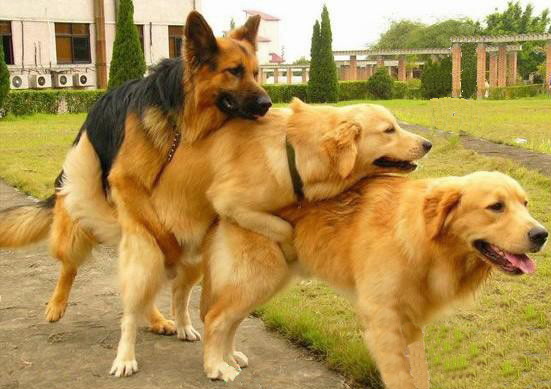 射了  射了，马上就射726 / 作者:平安大叔 / 帖子ID:20352