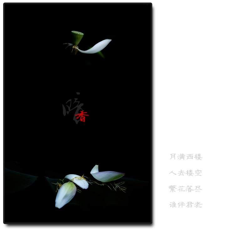 暗香（二）887 / 作者:195 / 帖子ID:20422