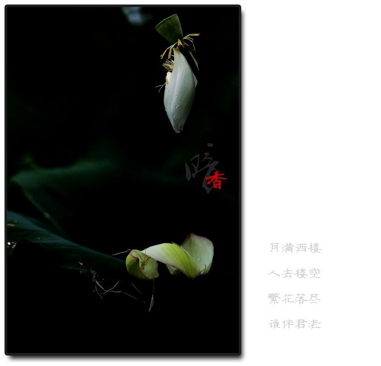 暗香（二）76 / 作者:195 / 帖子ID:20422