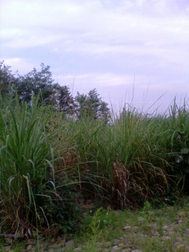 野炊随拍842 / 作者:不需要人懂 / 帖子ID:20545