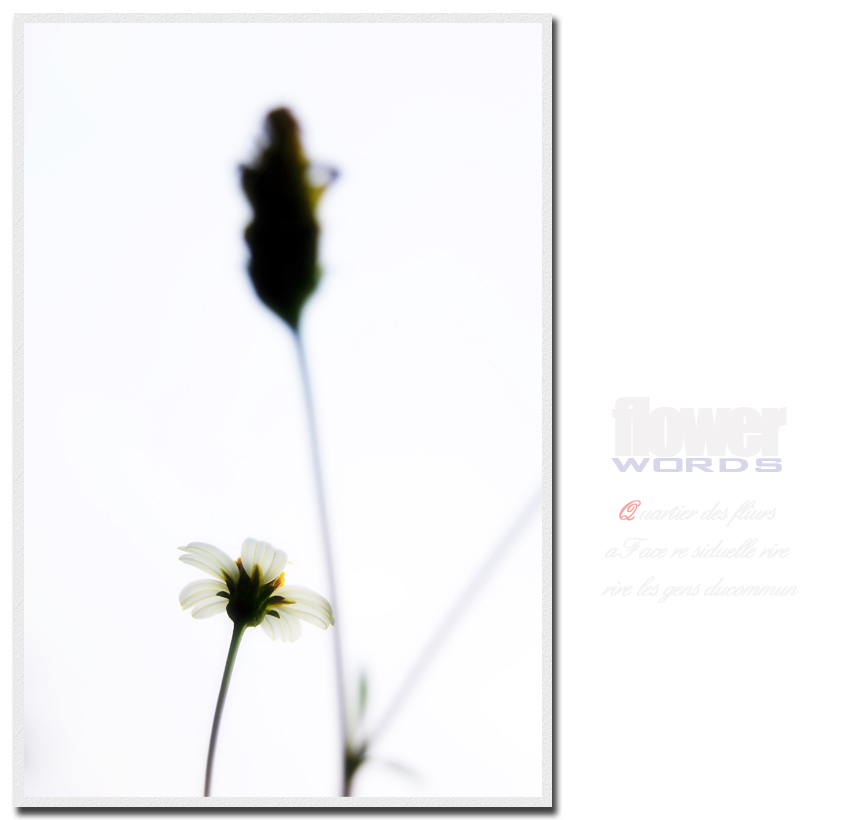 flower words260 / 作者:195 / 帖子ID:20561