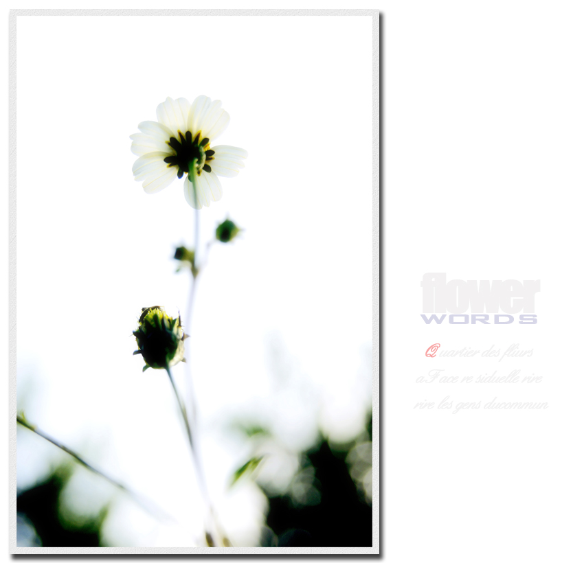 flower words746 / 作者:195 / 帖子ID:20561