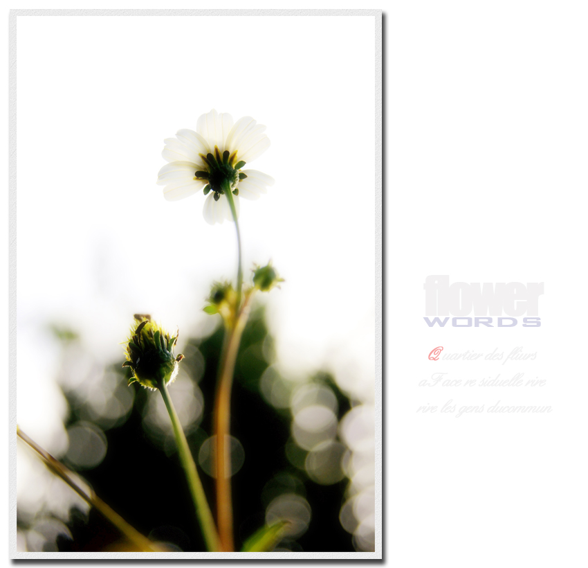 flower words985 / 作者:195 / 帖子ID:20561