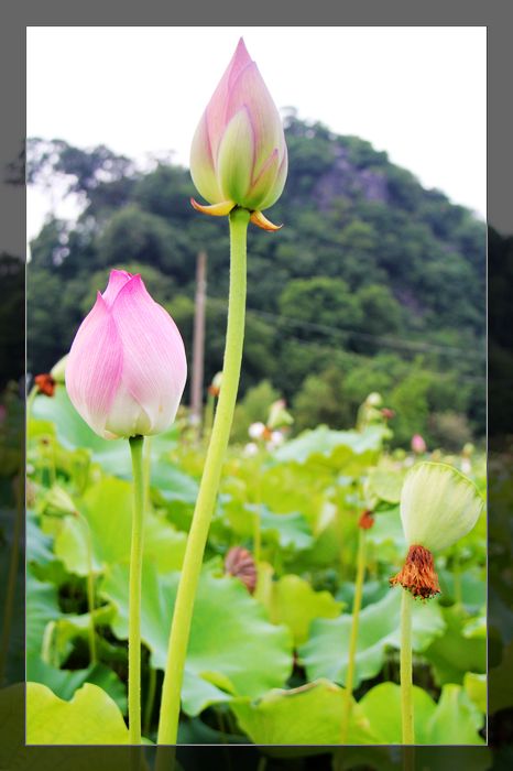 荷与车973 / 作者:探索者越野车队 / 帖子ID:20570