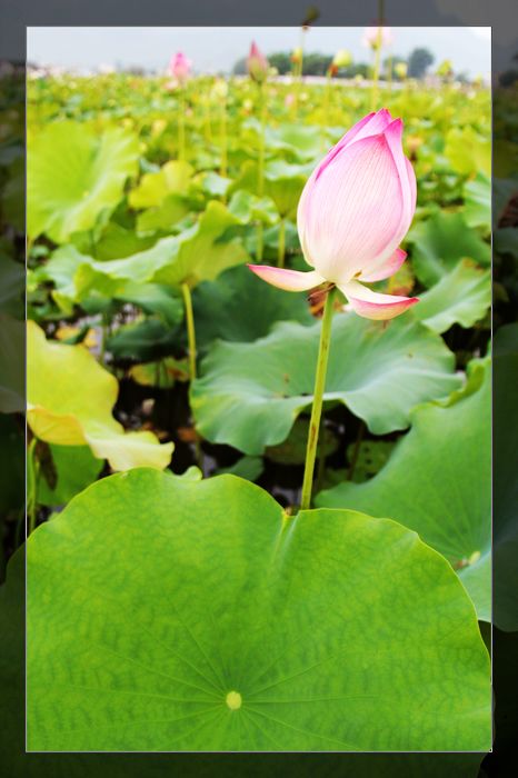 荷与车249 / 作者:探索者越野车队 / 帖子ID:20570