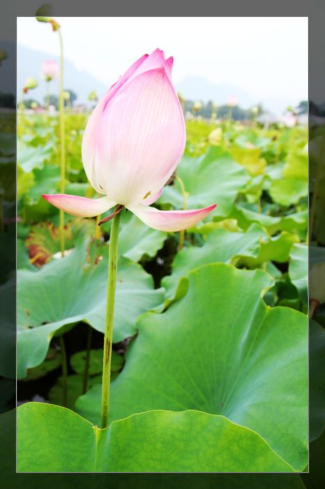 荷与车494 / 作者:探索者越野车队 / 帖子ID:20570