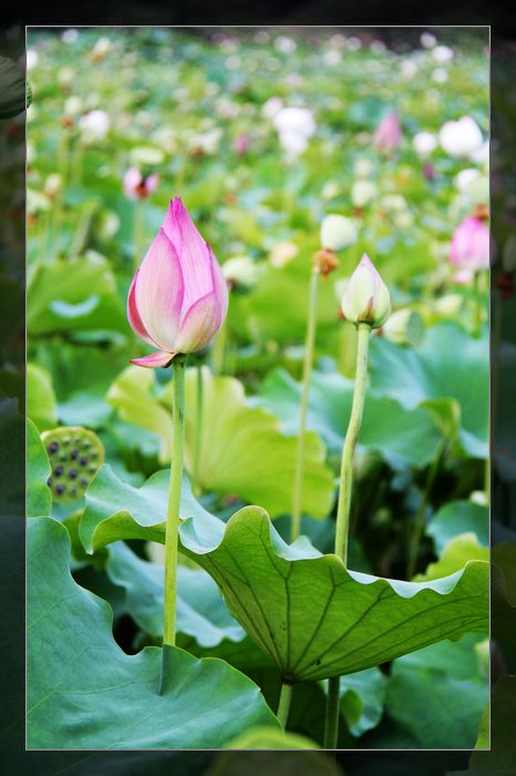 荷与车843 / 作者:探索者越野车队 / 帖子ID:20570