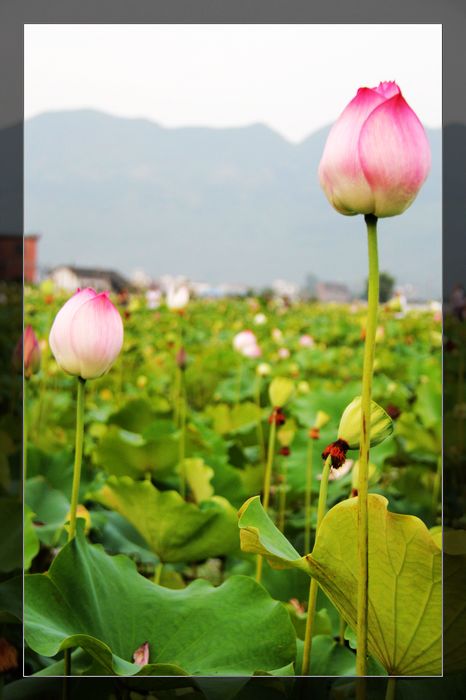 荷与车149 / 作者:探索者越野车队 / 帖子ID:20570