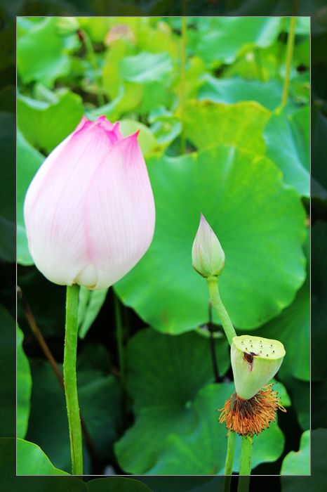 荷与车776 / 作者:探索者越野车队 / 帖子ID:20570