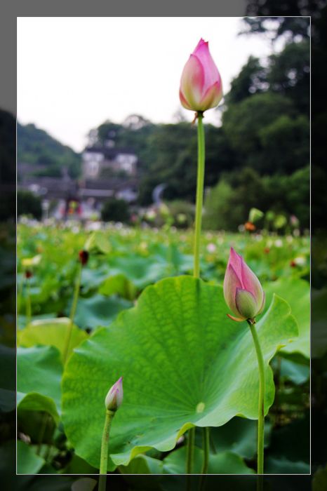 荷与车741 / 作者:探索者越野车队 / 帖子ID:20570