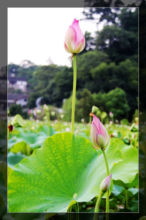 荷与车842 / 作者:探索者越野车队 / 帖子ID:20570