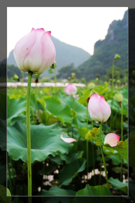 荷与车891 / 作者:探索者越野车队 / 帖子ID:20570