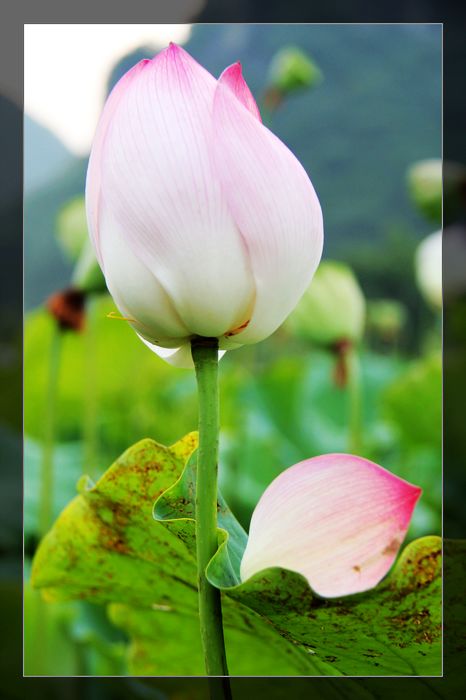 荷与车989 / 作者:探索者越野车队 / 帖子ID:20570