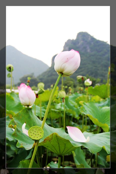 荷与车16 / 作者:探索者越野车队 / 帖子ID:20570