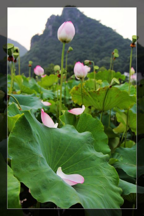 荷与车13 / 作者:探索者越野车队 / 帖子ID:20570