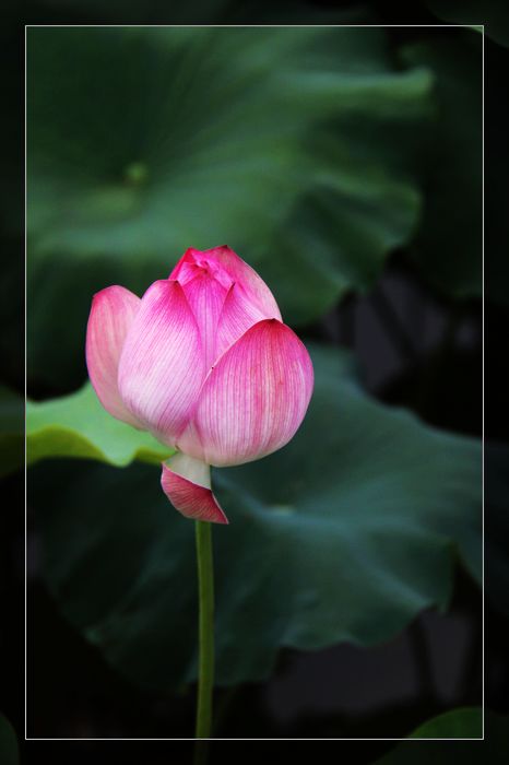 荷与车924 / 作者:探索者越野车队 / 帖子ID:20570