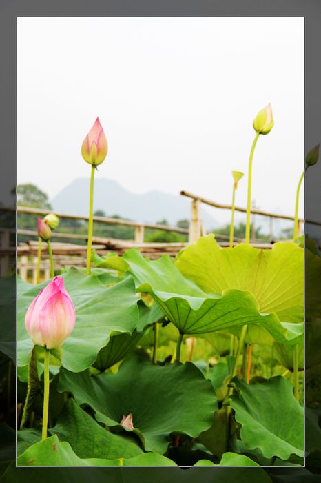 荷与车48 / 作者:探索者越野车队 / 帖子ID:20570