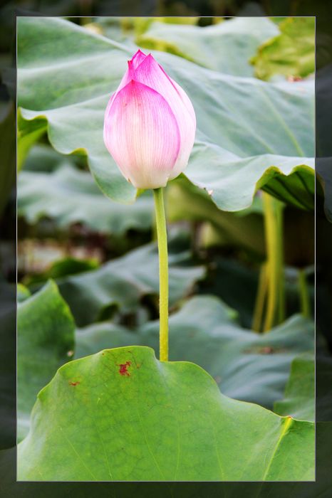 荷与车349 / 作者:探索者越野车队 / 帖子ID:20570