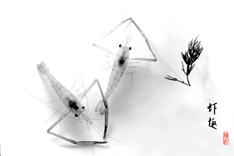虾趣825 / 作者:曾经颓废 / 帖子ID:20726