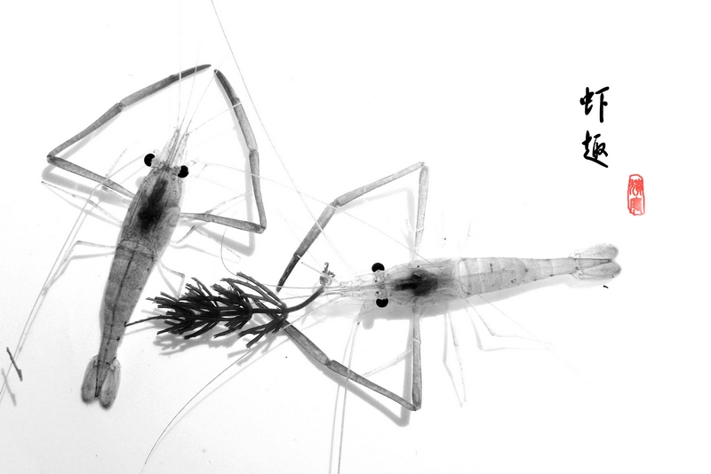 虾趣996 / 作者:曾经颓废 / 帖子ID:20726