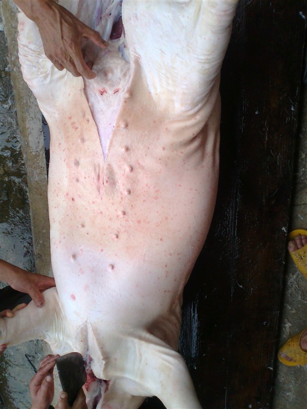 你的，死啦死啦的103 / 作者:乐乐 / 帖子ID:20733