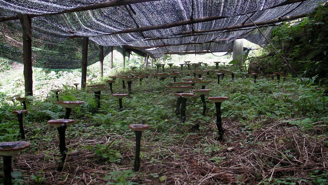 瑶山种植了几年的灵芝925 / 作者:米老鼠 / 帖子ID:20776