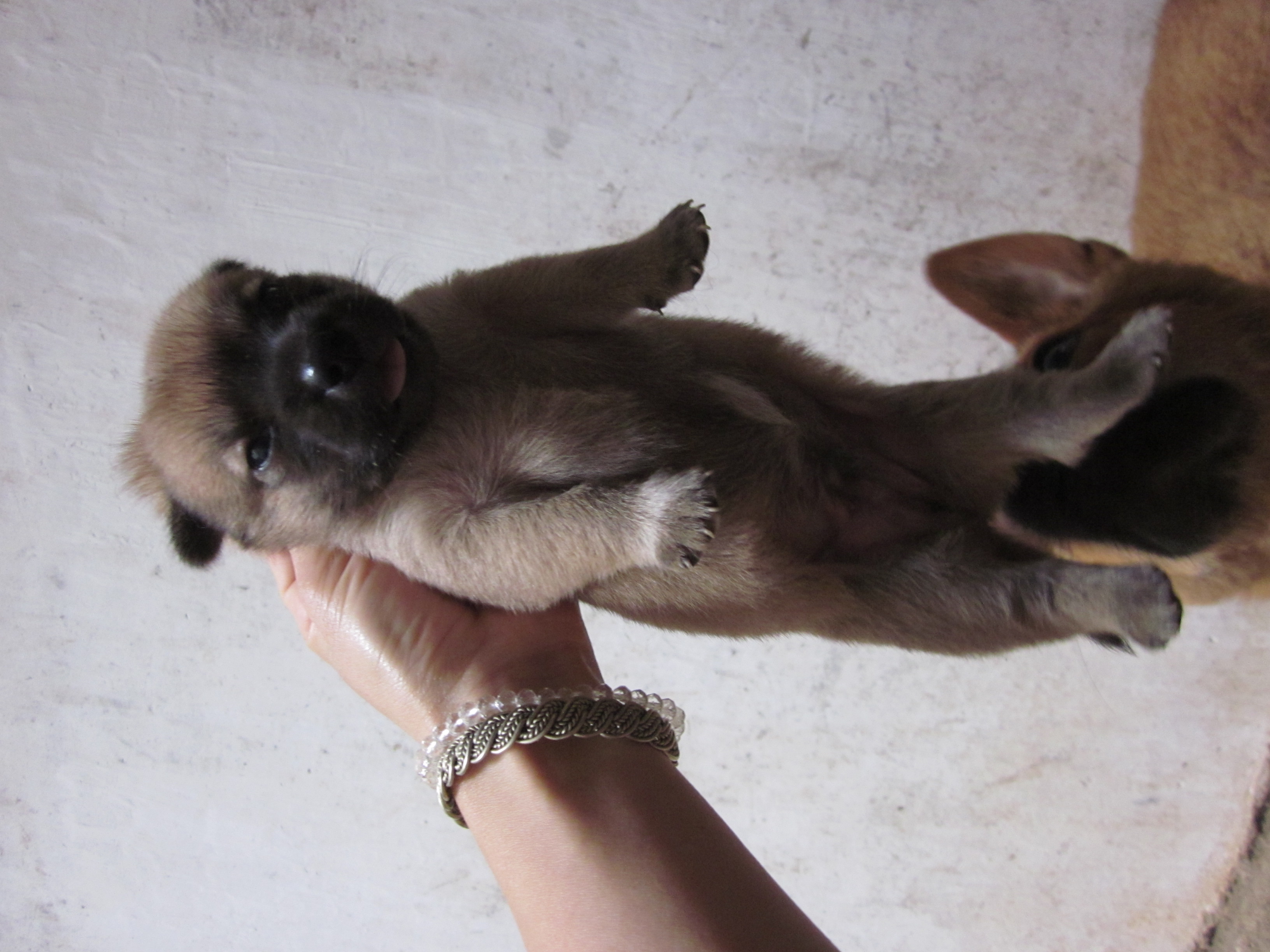 有点萌哦821 / 作者:么么崽 / 帖子ID:20819